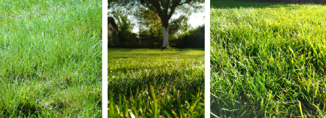 Rouler sur l'herbe